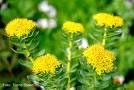 RHODIOLA – the Golden Rose of a naturopath’s dispensary!