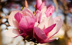 Magnolia… anti-fat?!