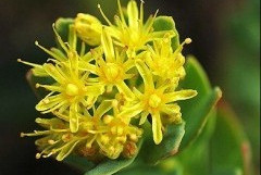 Herb of the Month – Rhodiola, an adrenal gem!