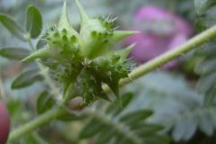 Tribulus and male sexual health