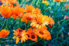 Calendula and caesarean healing