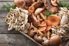 Medicinal mushrooms