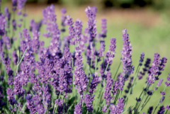 Lavender and multiple sclerosis